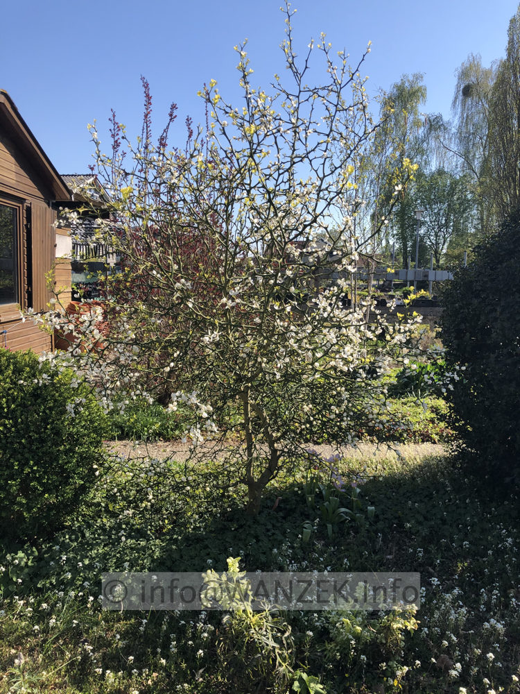 Poncirus trifoliata - Sol 003.JPG